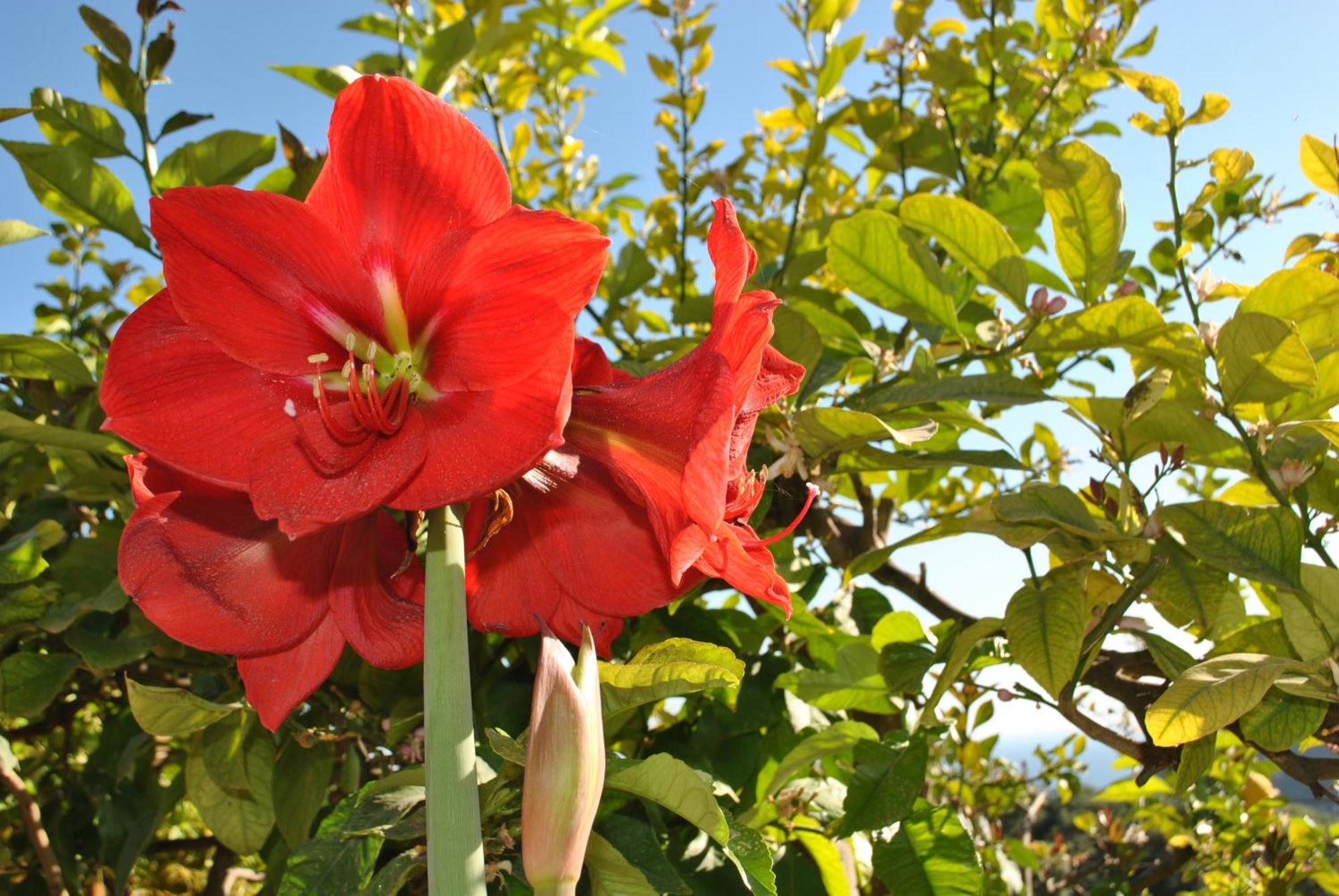 Amaryllis House Lägenhet Parga Exteriör bild